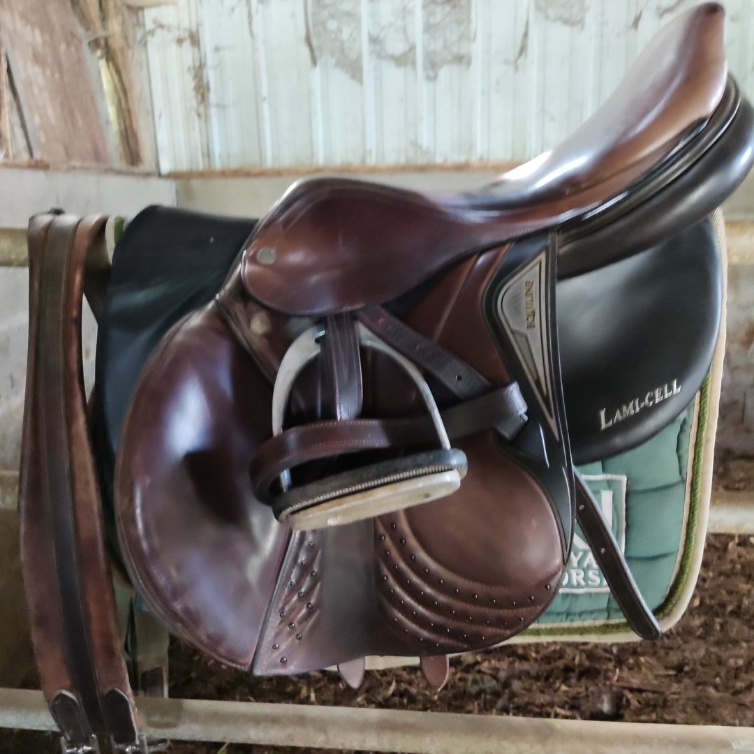 Selle equiline, média 2