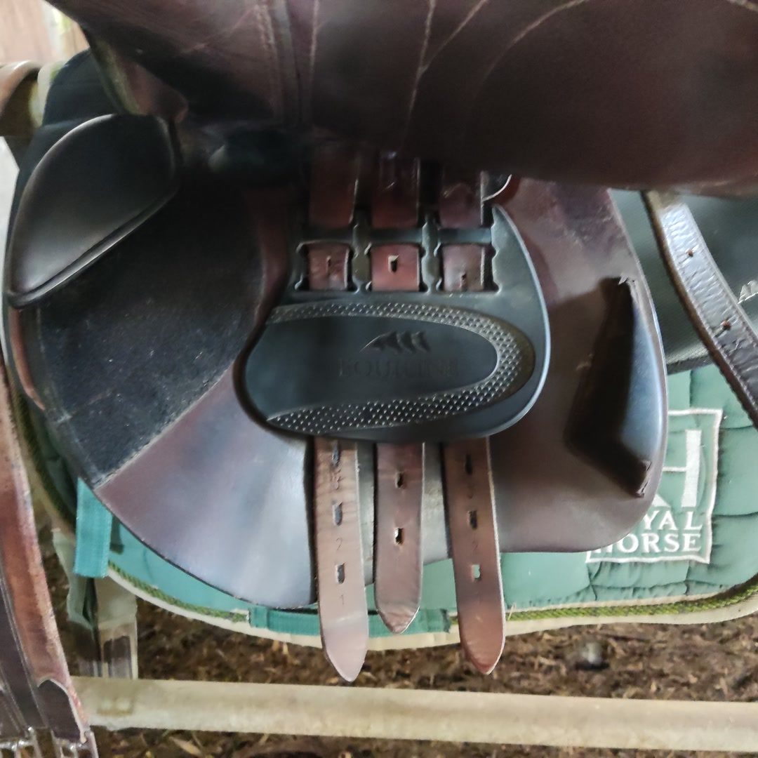 Selle equiline, média 3