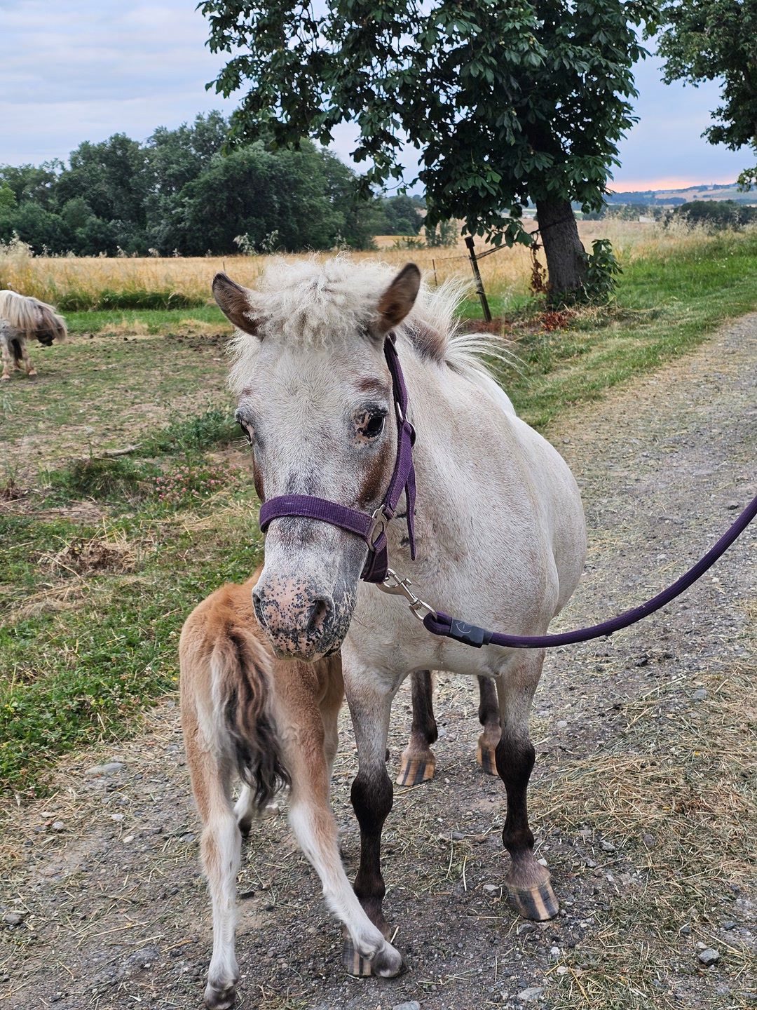 AZALEE, média 3