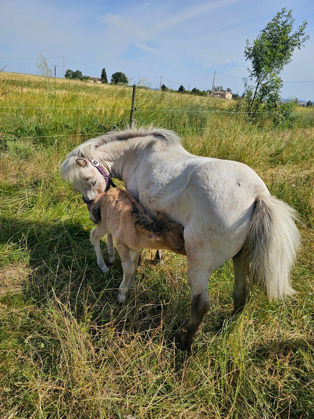 AZALEE, média 2