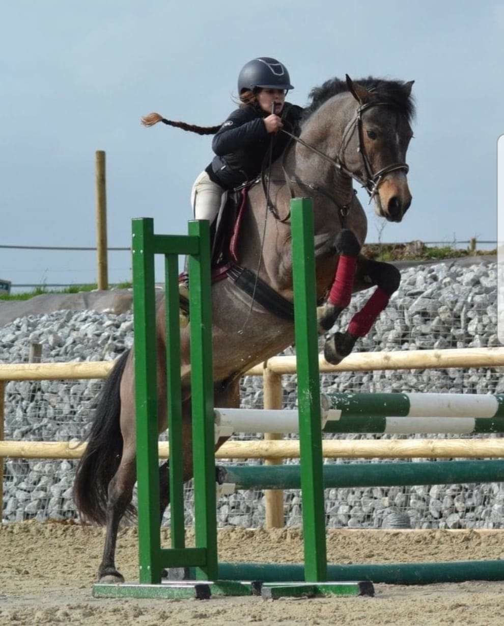 Saillie poney Connemara, média 2