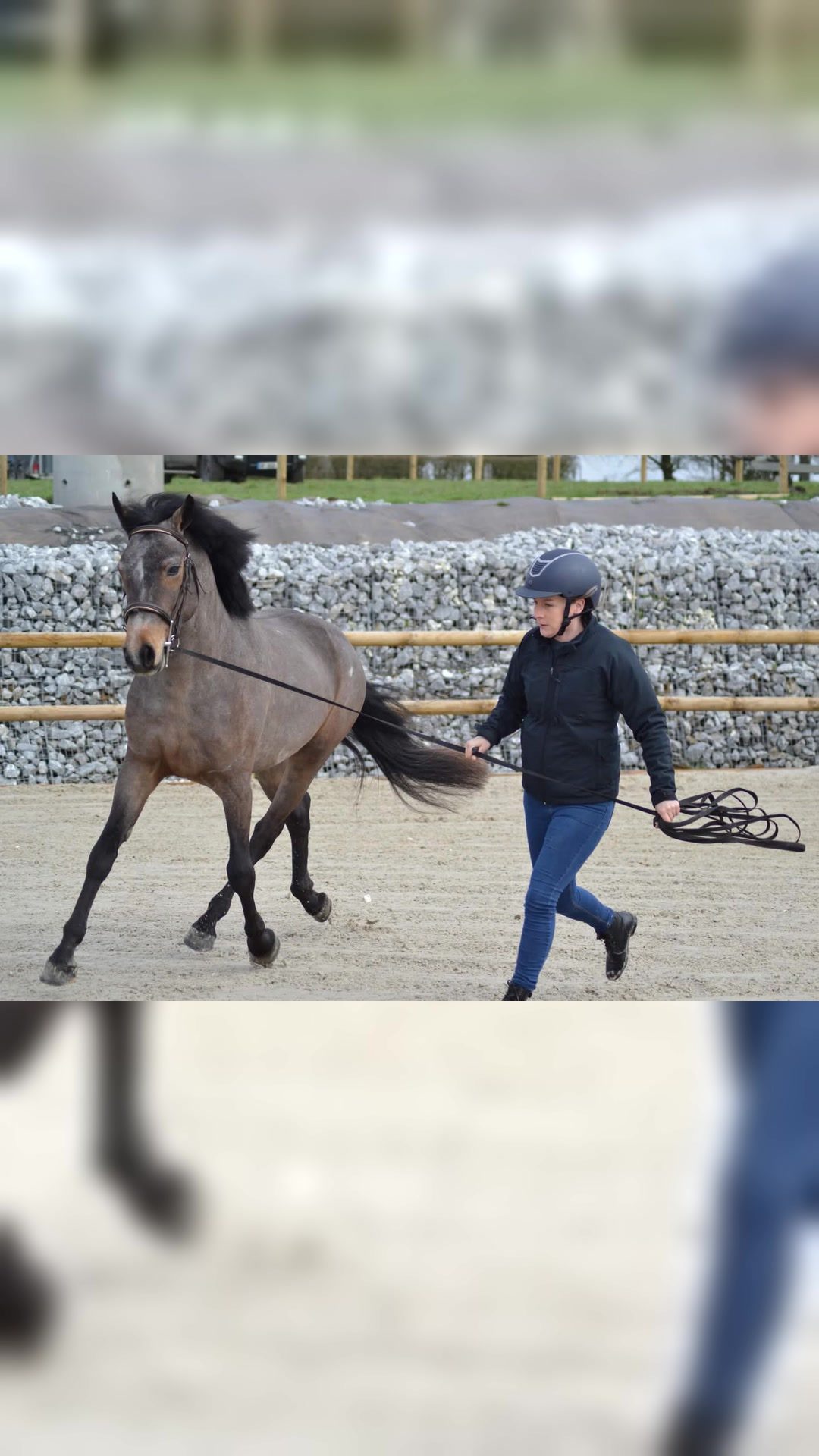 Saillie poney Connemara, média 4