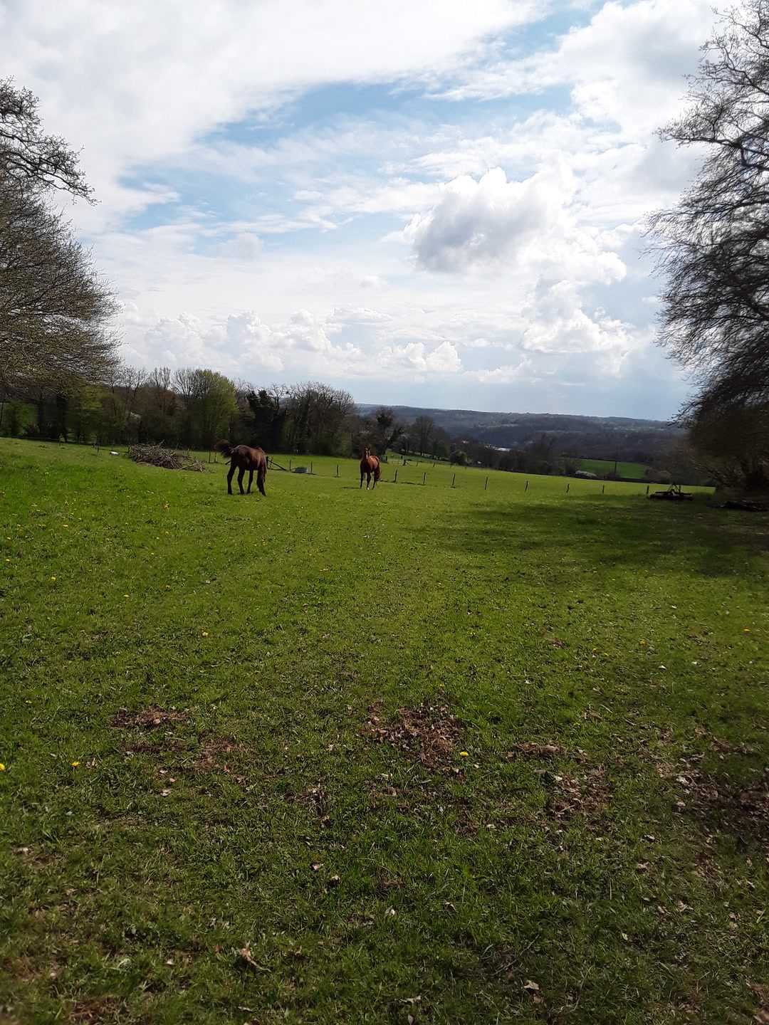 Pension pour chevaux, média 5