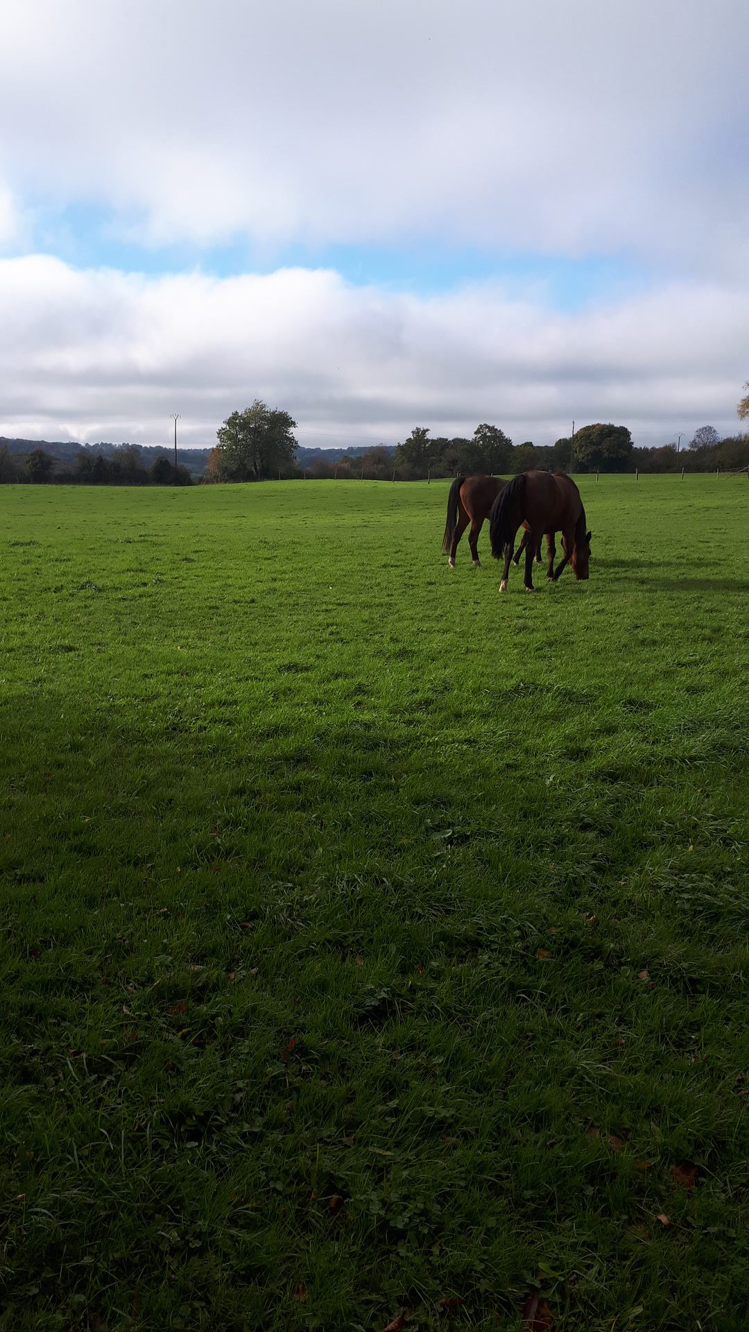 Pension pour chevaux, média 3