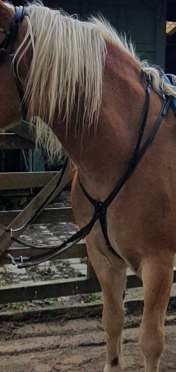 Collier de chasse COB, média 6