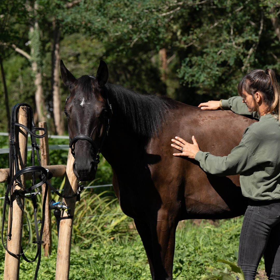 HORSE FITTER : Séance de Bit - Bridle - Saddle Fitting, média 4