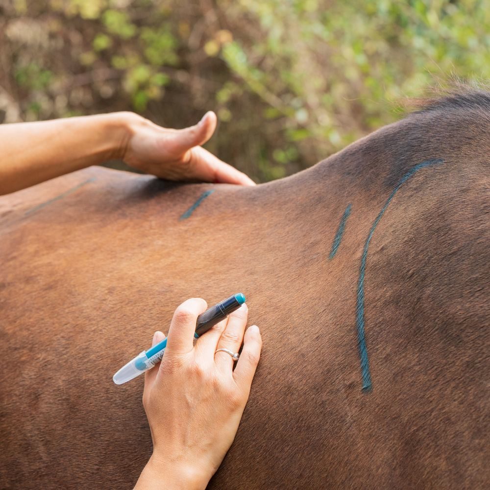 HORSE FITTER : Séance de Bit - Bridle - Saddle Fitting, média 9