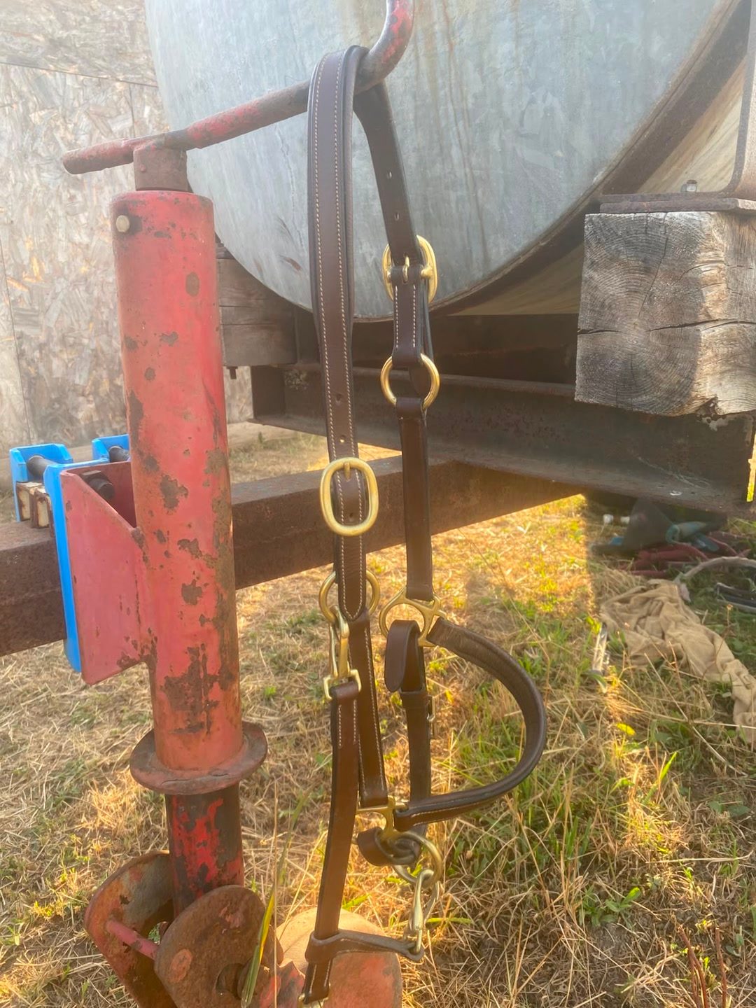 Licol en cuir brun, média 3
