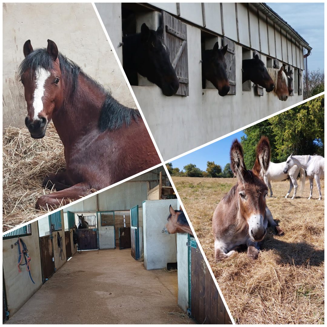 Pension pour chevaux, média 2