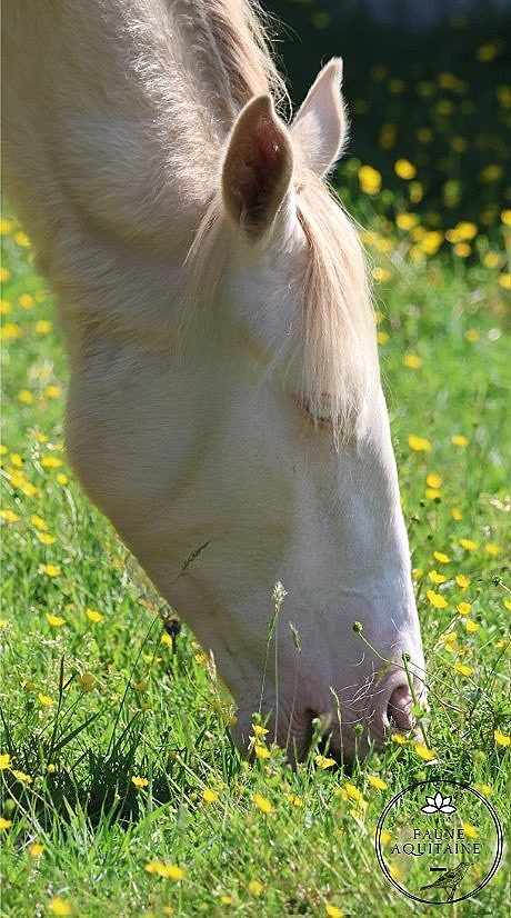 PASHAMA CHEVAL BLANC, média 4