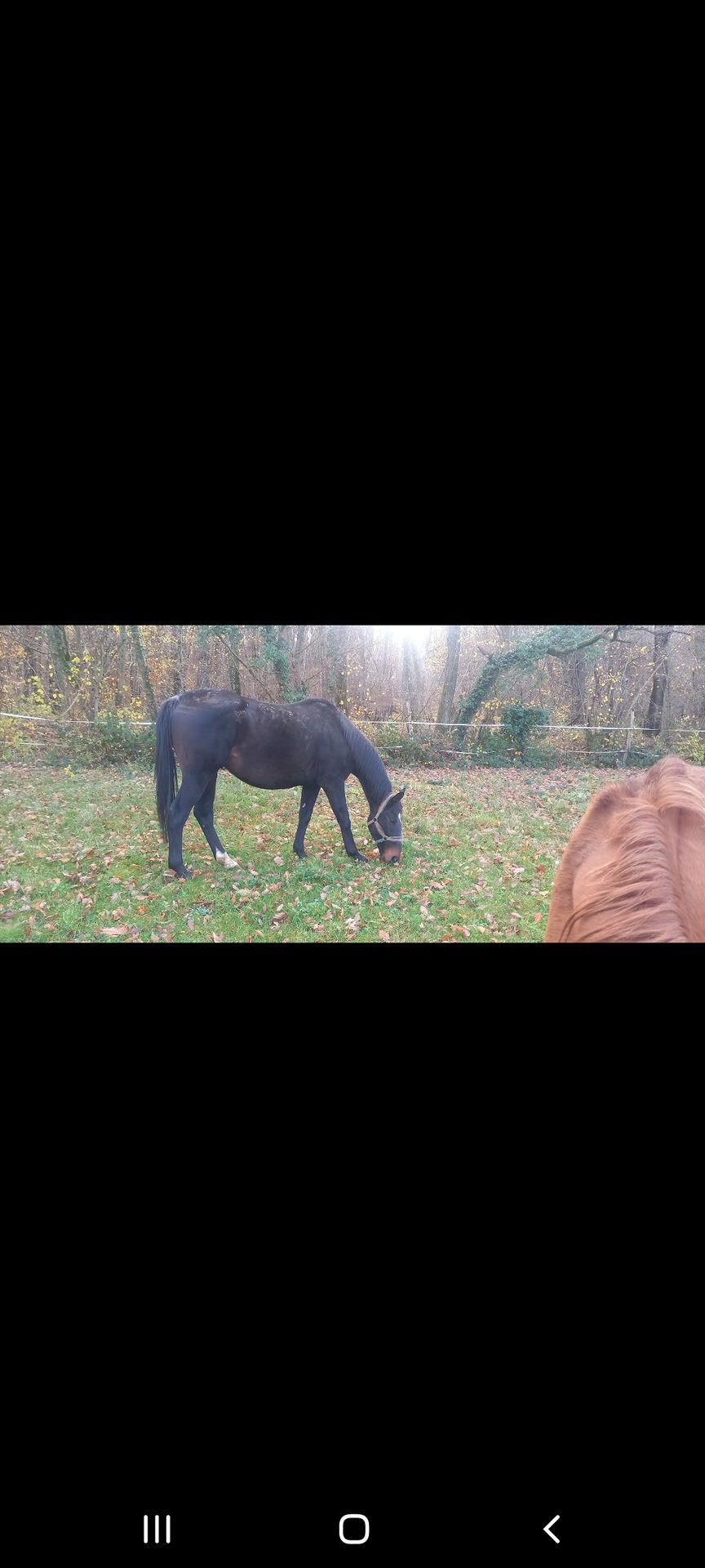 GOA LIL, média 3