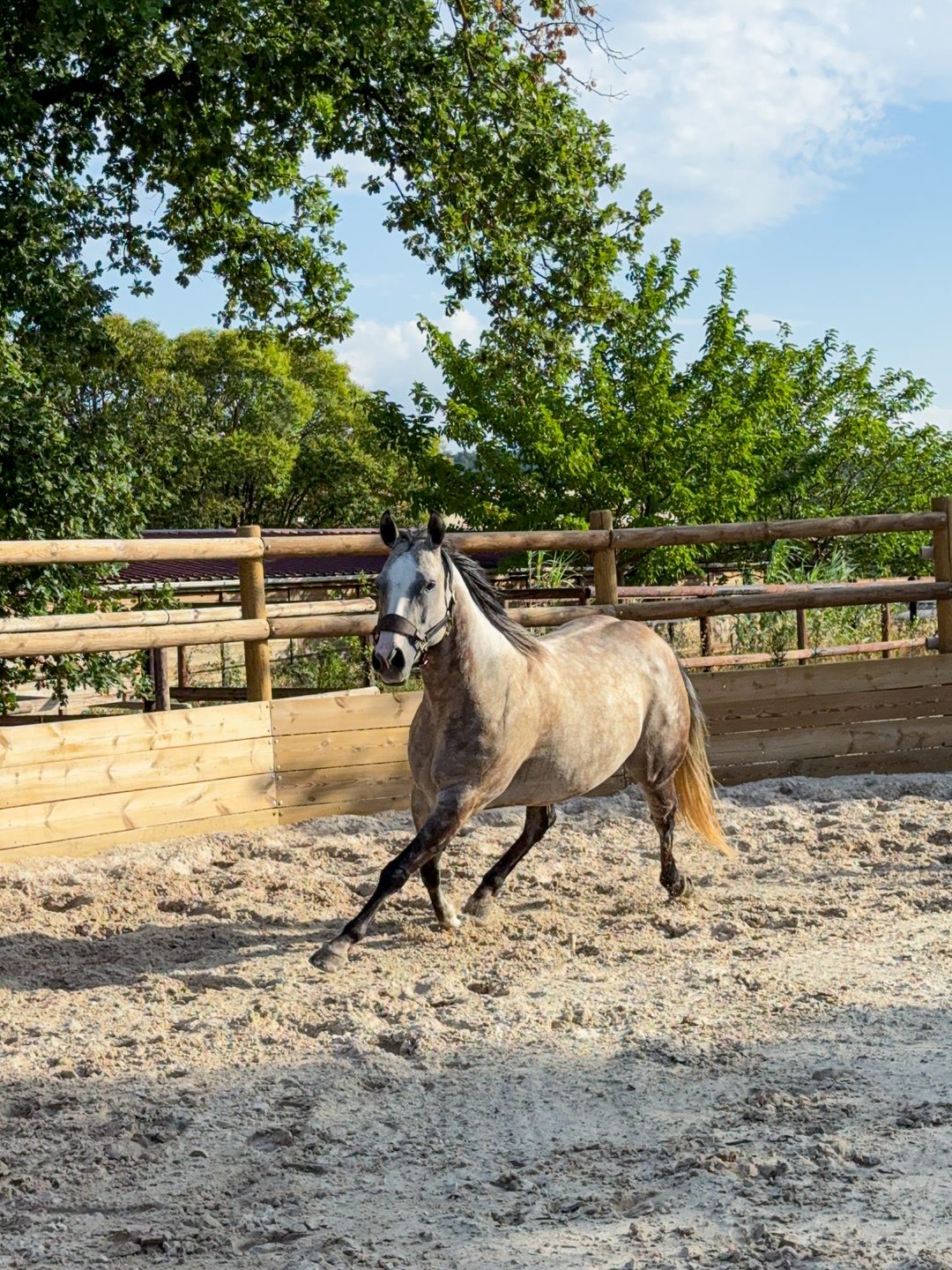 Élevage chevaux miniatures et américains, média 3