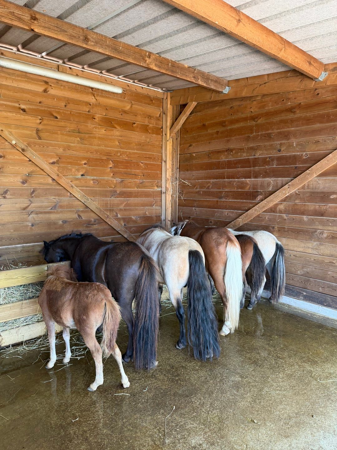 Élevage chevaux miniatures et américains, média 5