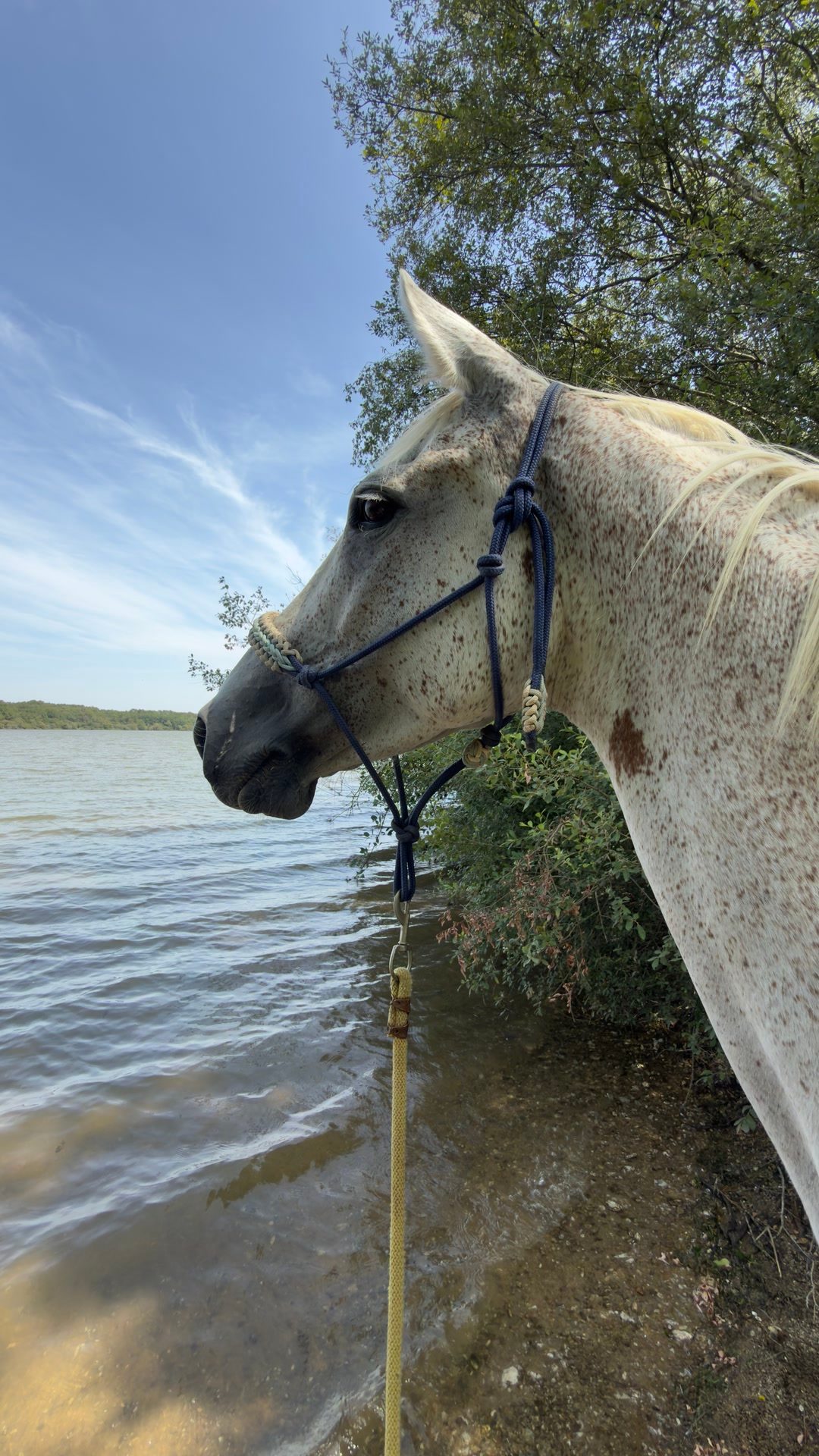 Monitrice d’équitation indépendante – BPJEPS - BFEE1, média 2