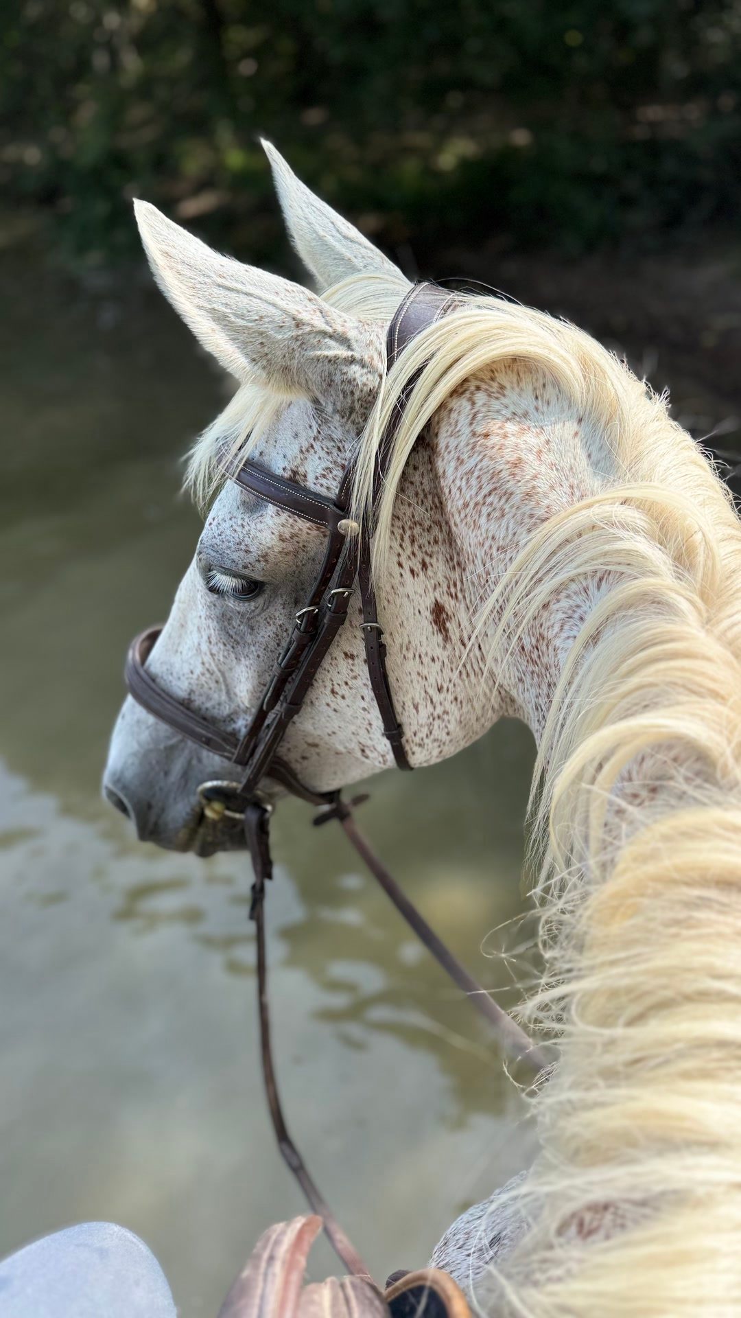 Monitrice d’équitation indépendante – BPJEPS - BFEE1, média 3