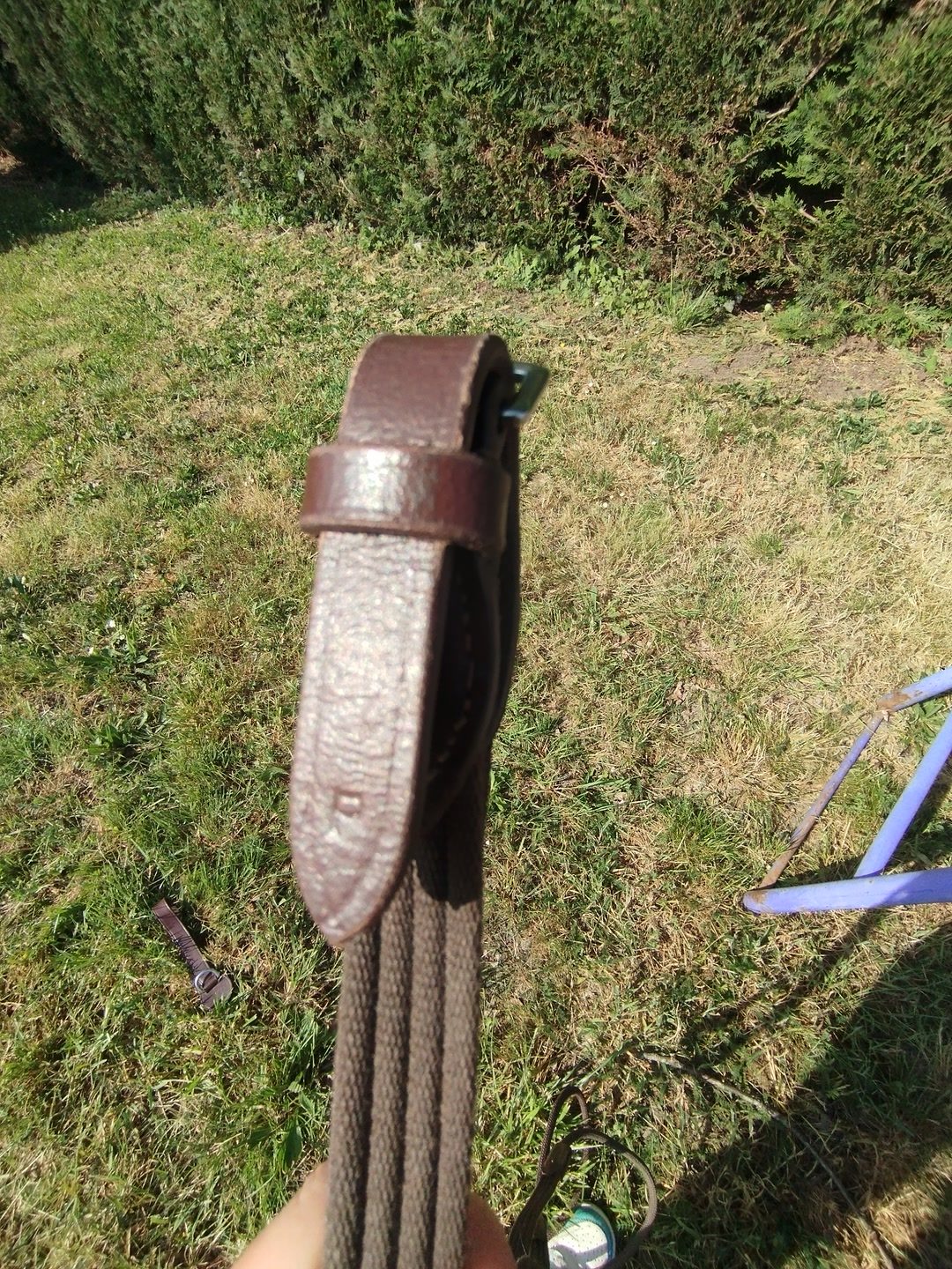 Rene allemande en taille poney, média 2
