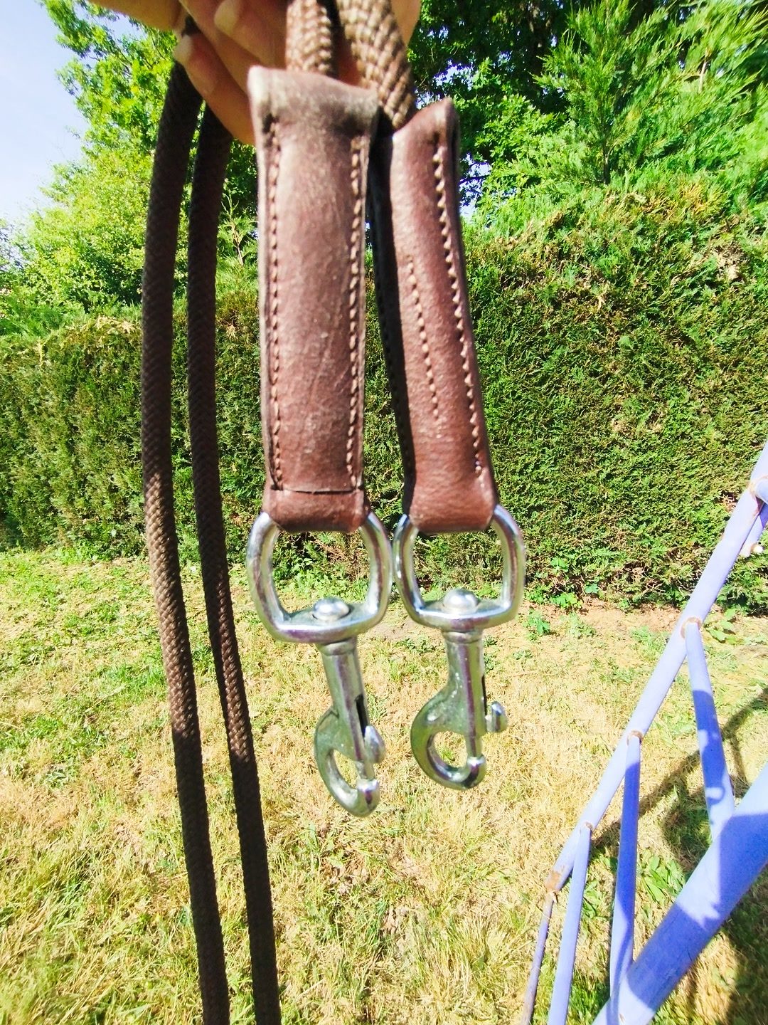 Rene allemande en taille poney, média 3