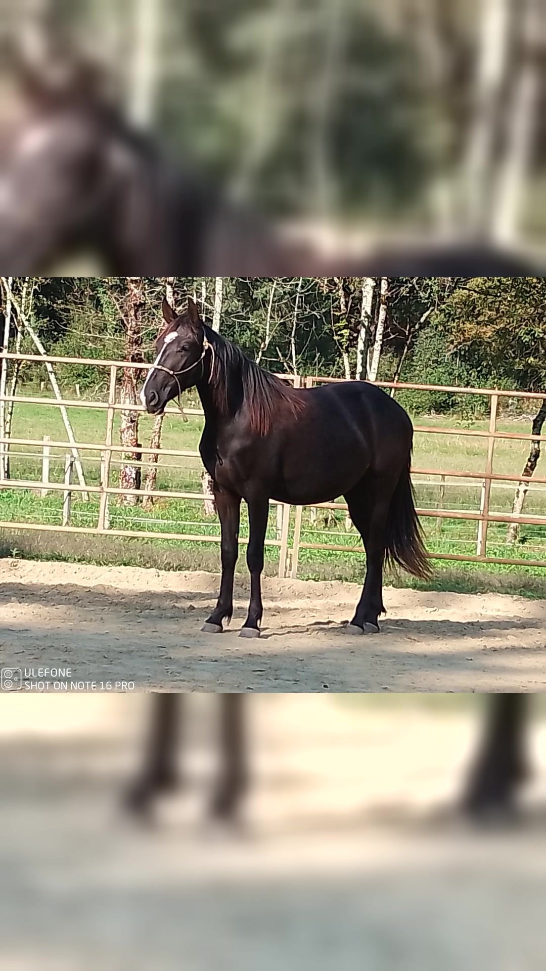 NIKITA STAR, média 2