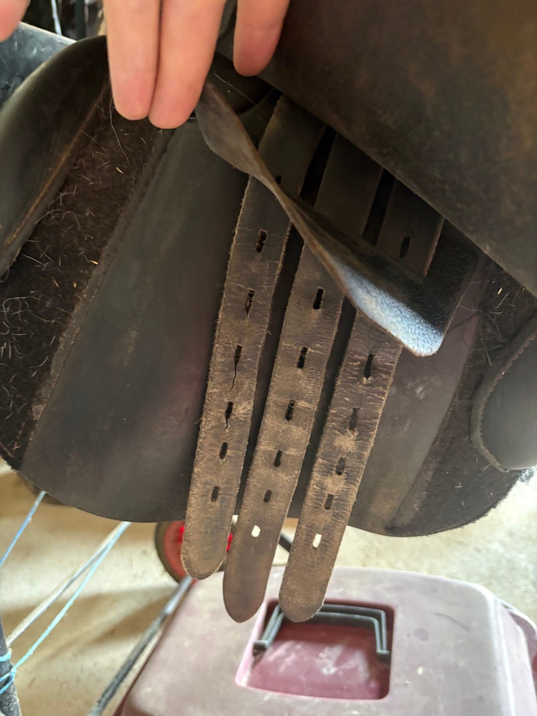 Selle privilège équitation, média 4