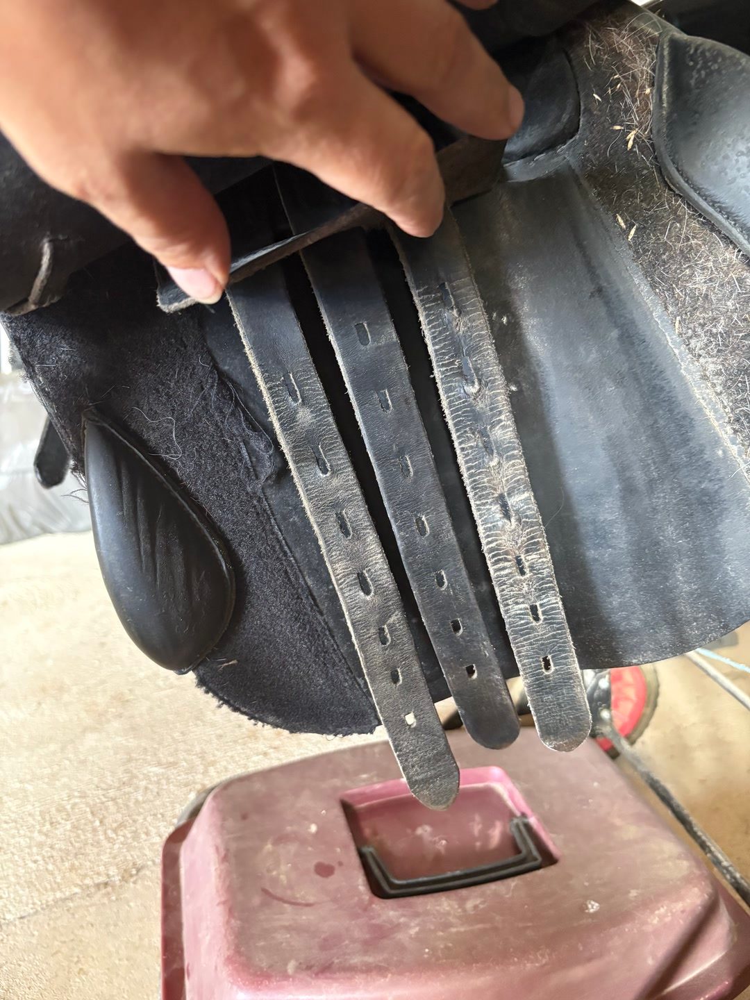 Selle privilège équitation, média 3