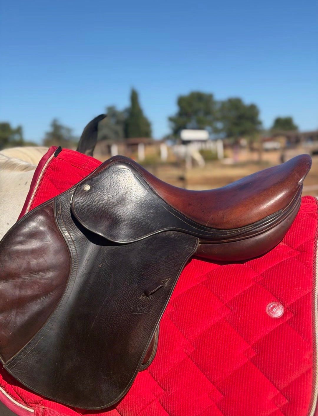 Selle, média 10