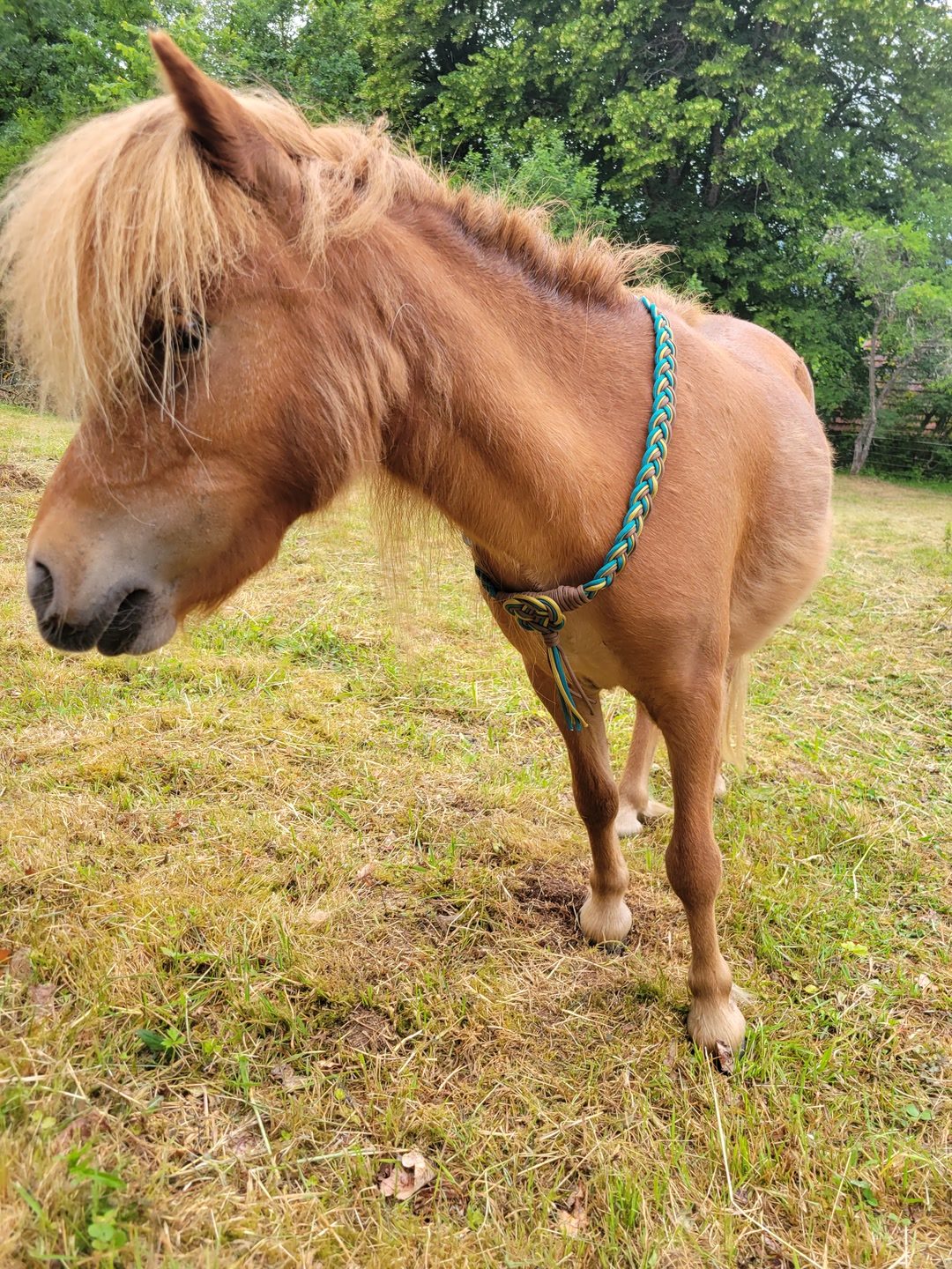 Cordelette poney, média 4
