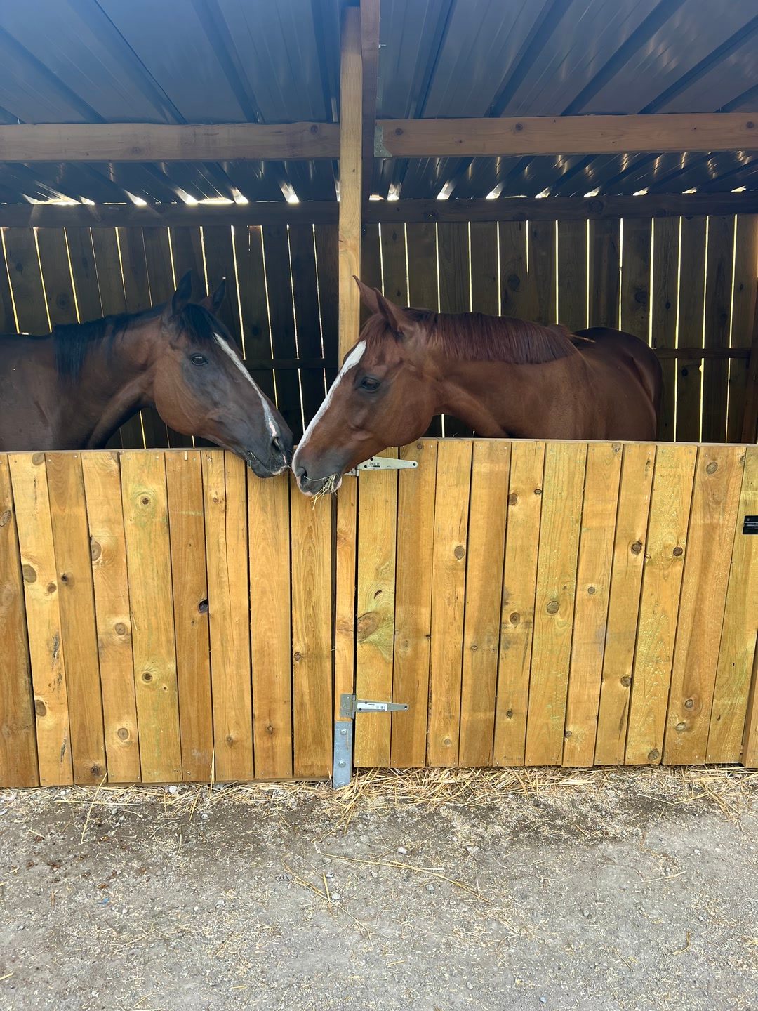 Pension chevaux, média 2