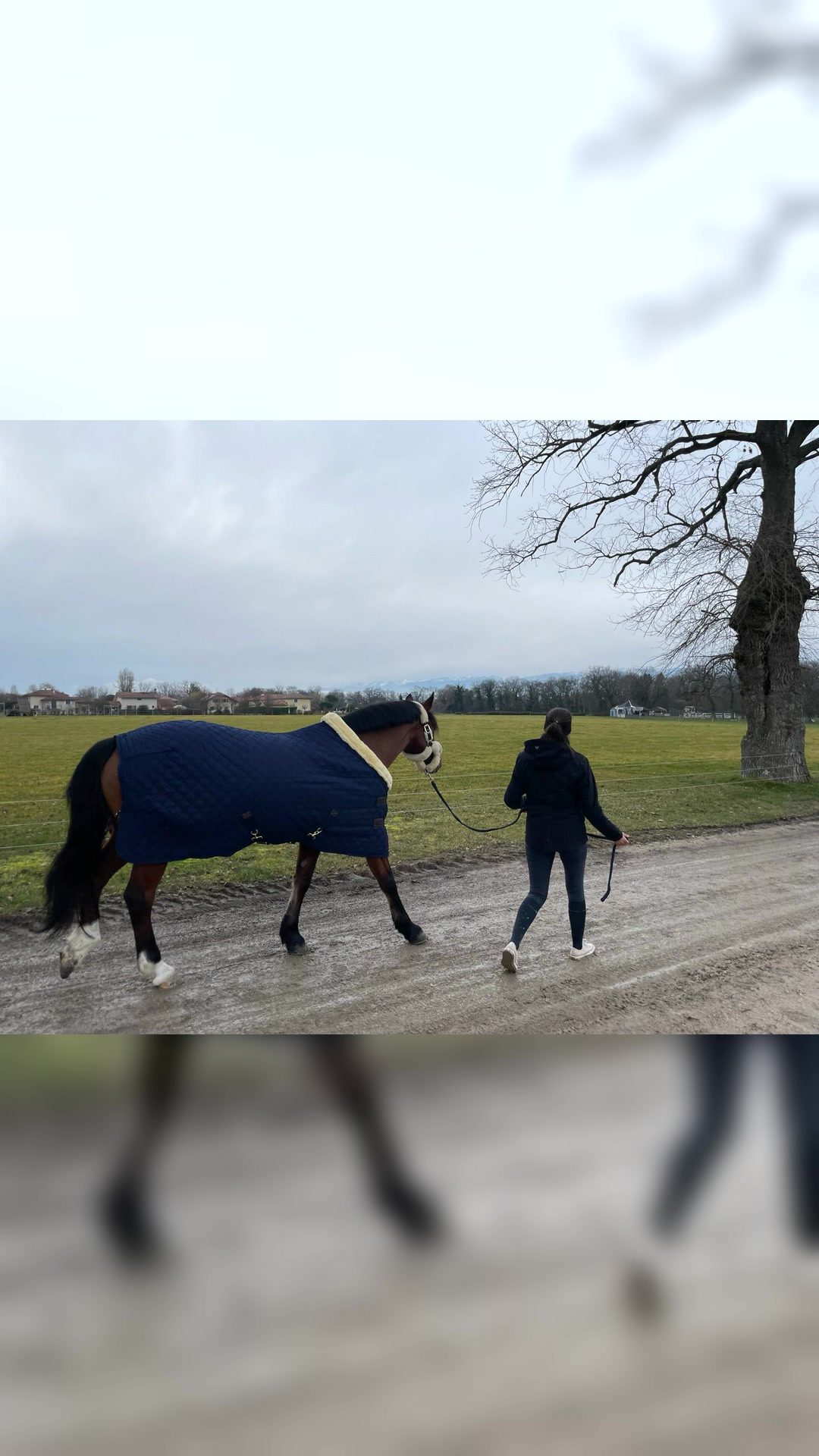 DELWYN DES ROSEAUX, média 5