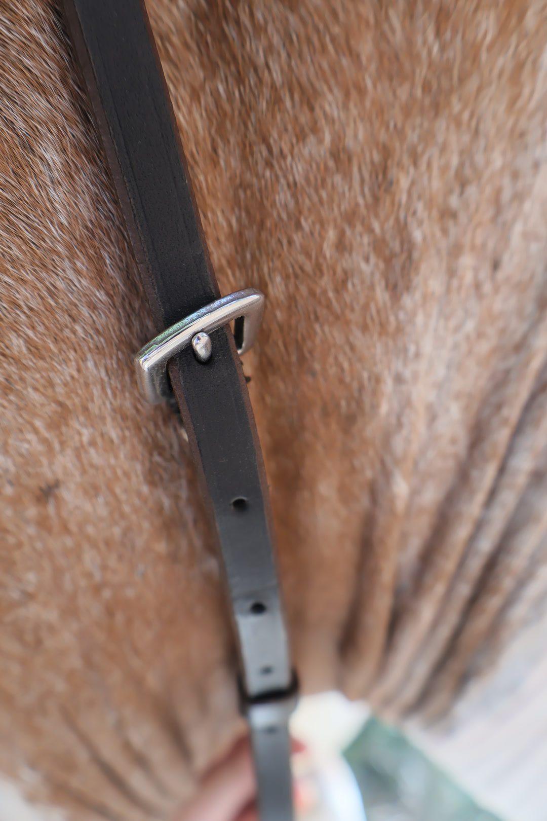Collier de chasse, média 8