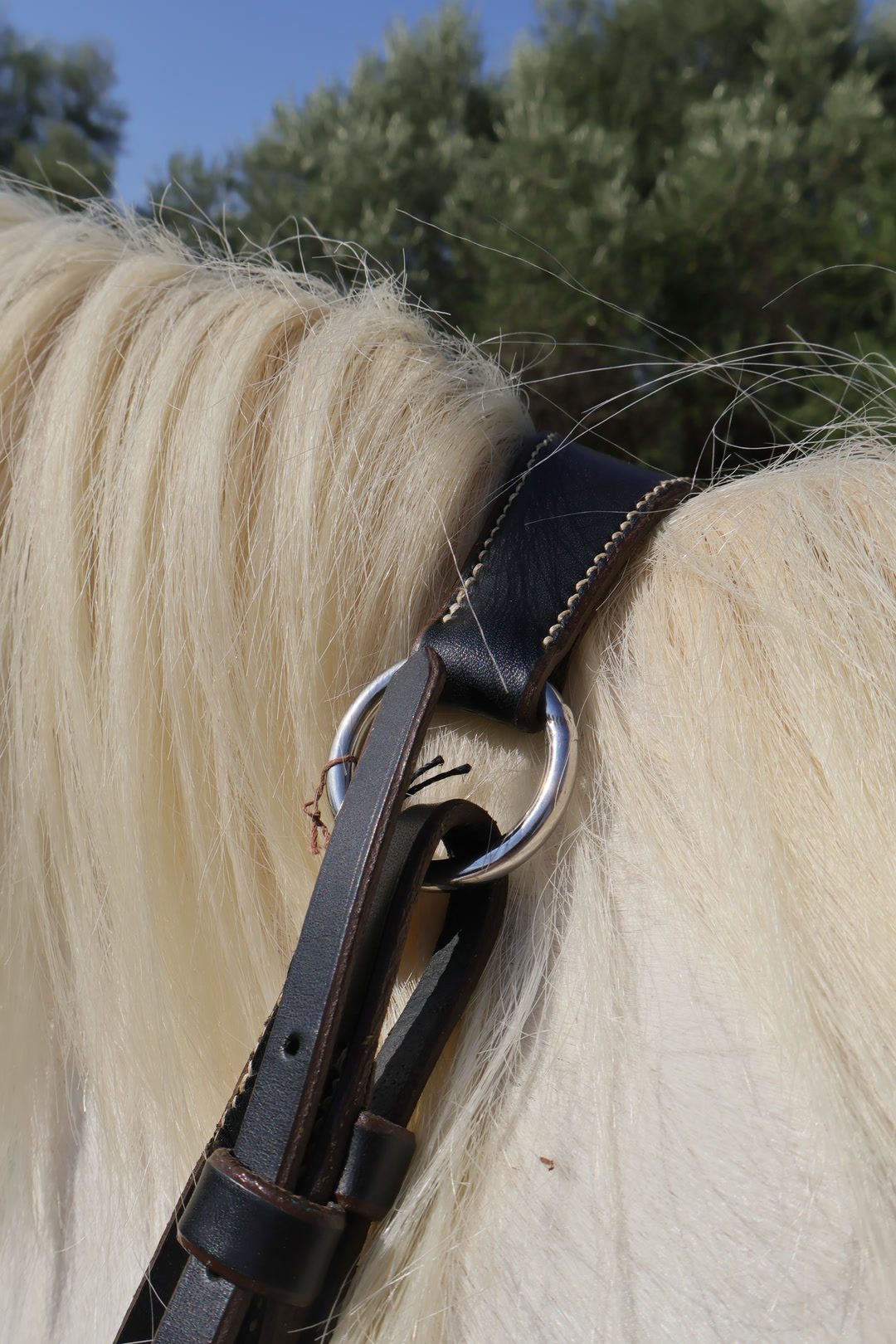 Collier de chasse, média 4