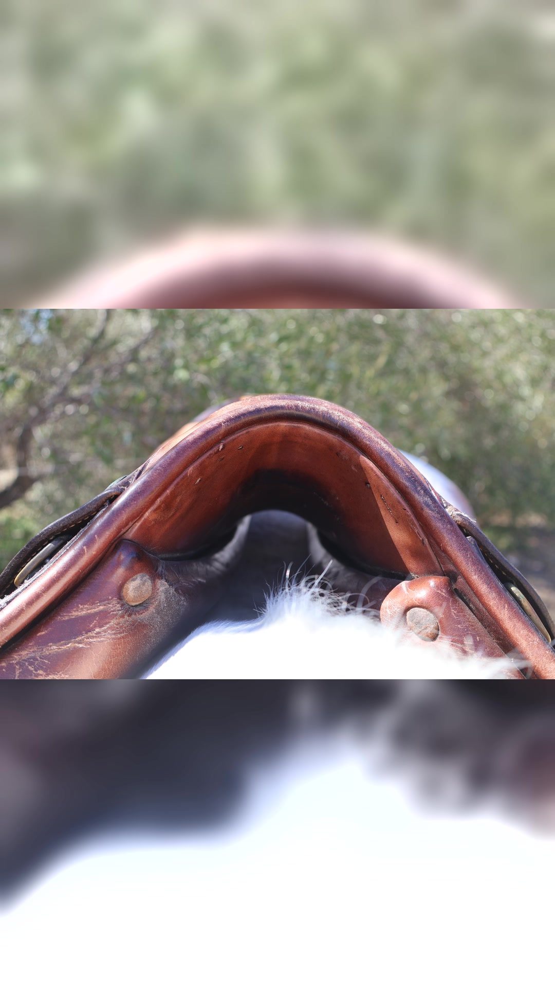 Selle Forestier mixte, média 8