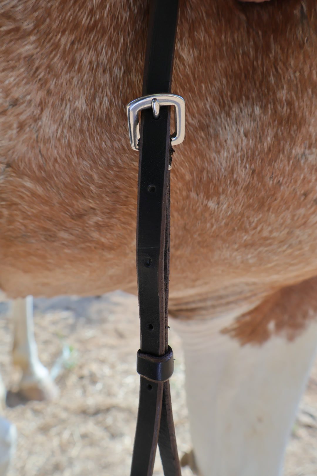 Collier de chasse, média 7