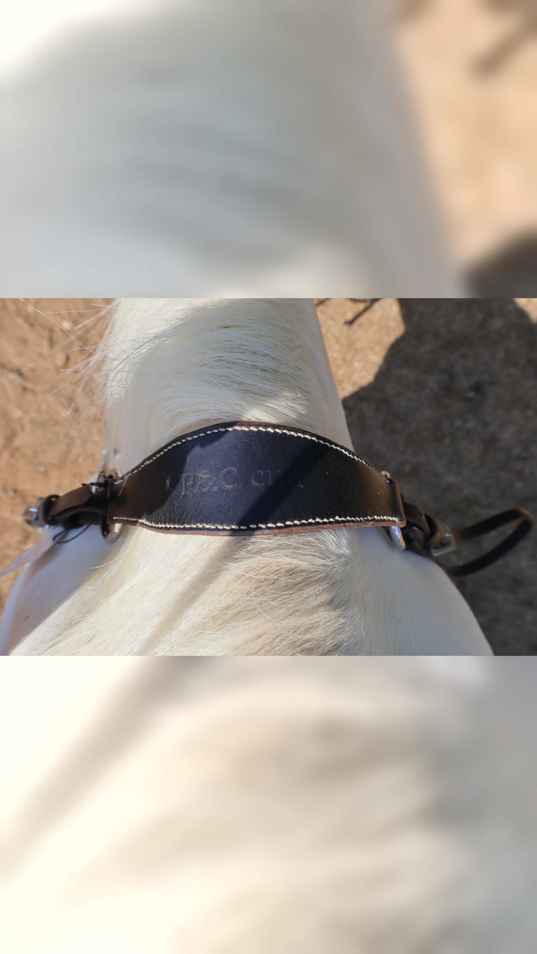 Collier de chasse, média 10