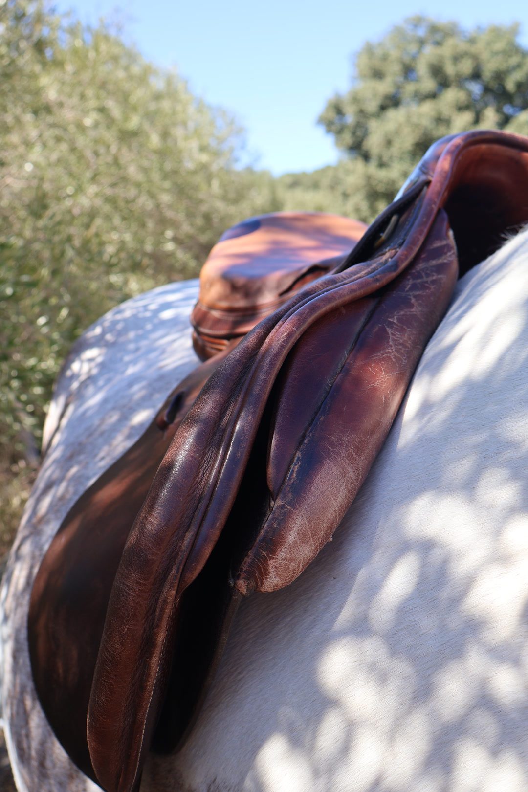 Selle Forestier mixte, média 9