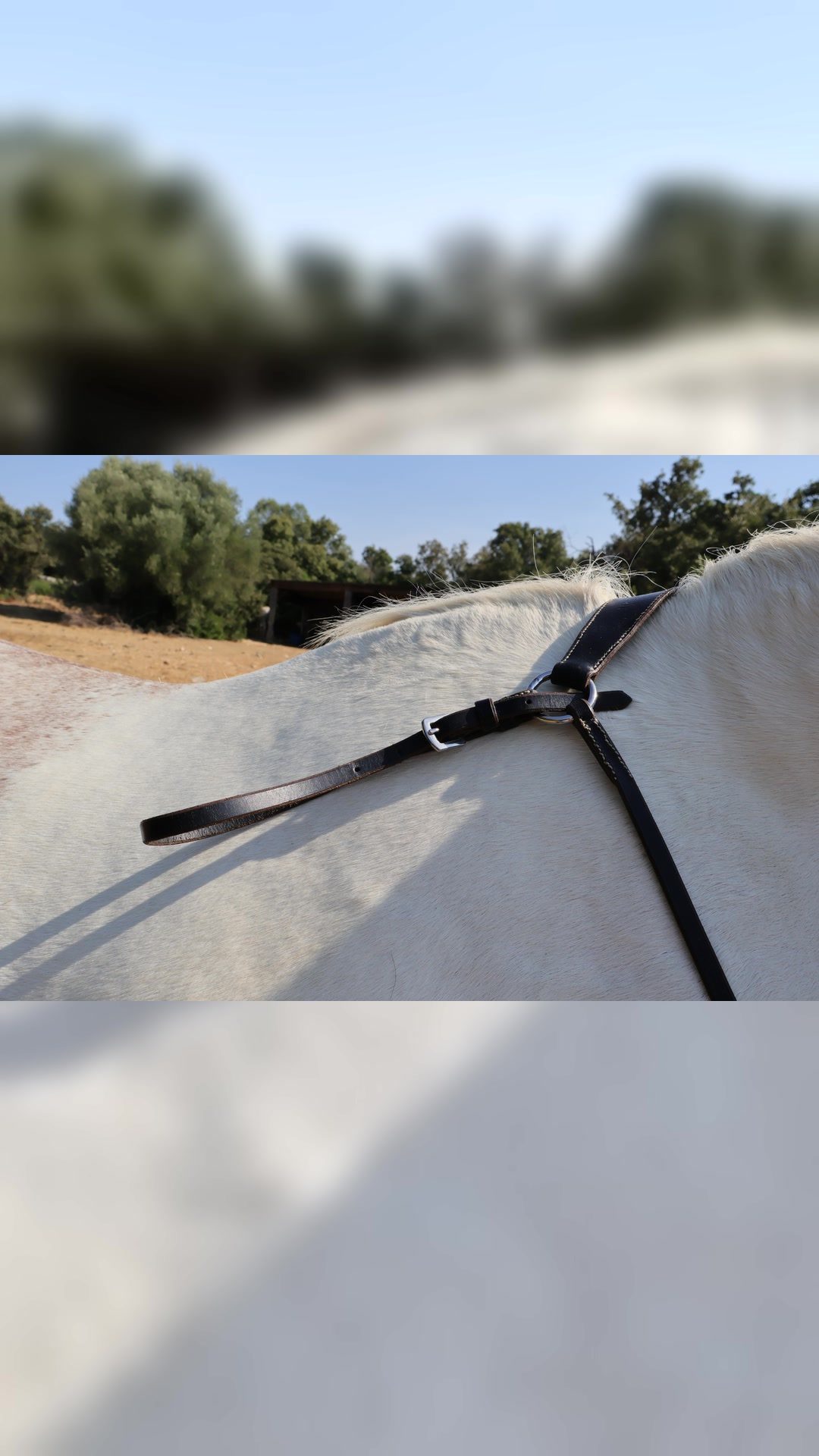 Collier de chasse, média 5