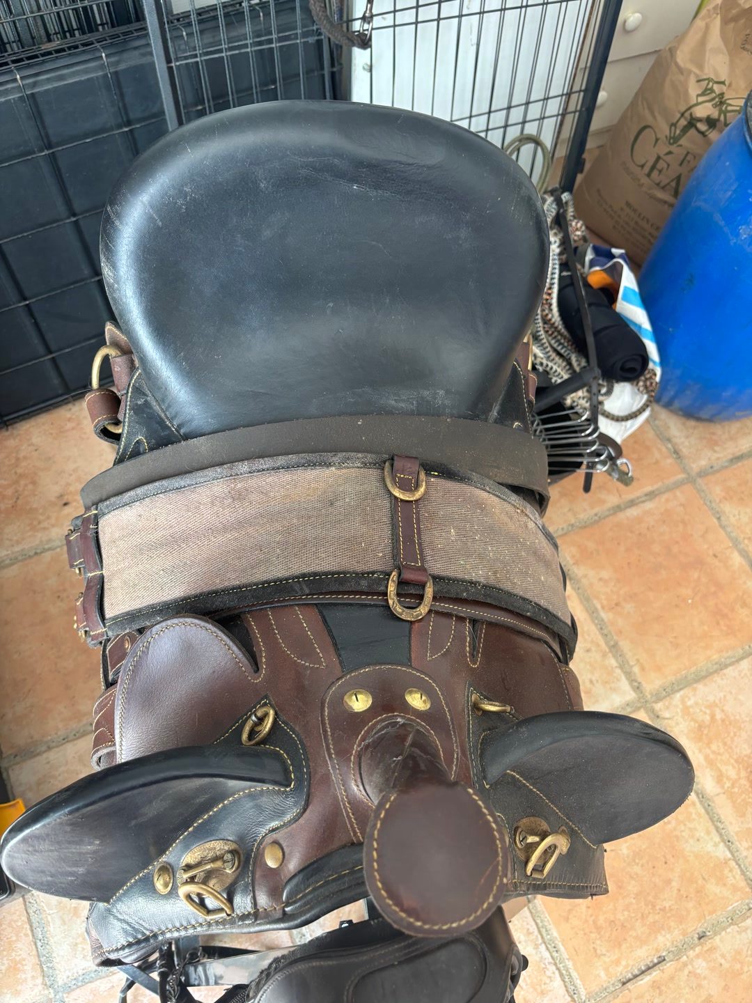Selle australienne, média 2