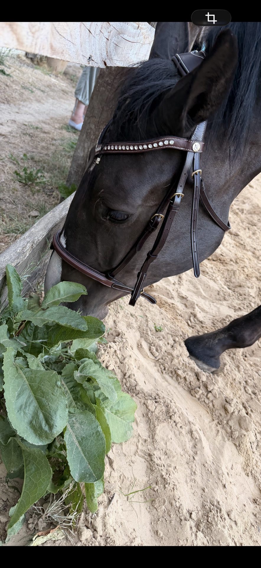Filet cheval, média 4