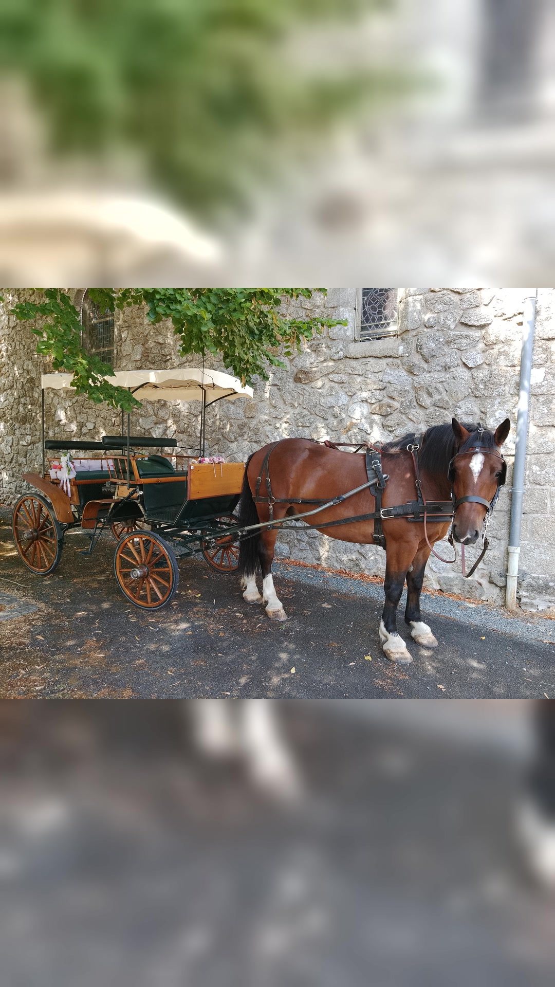 Propose des balades en calèche, média 2