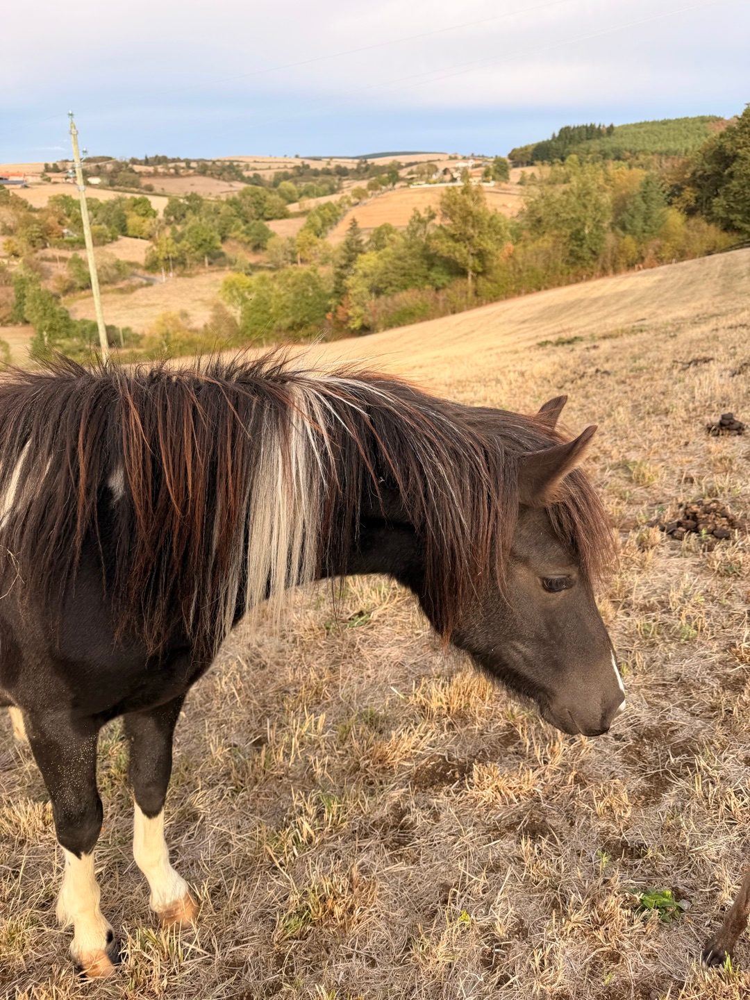 PYHRIA ONE LOV TANA, média 4