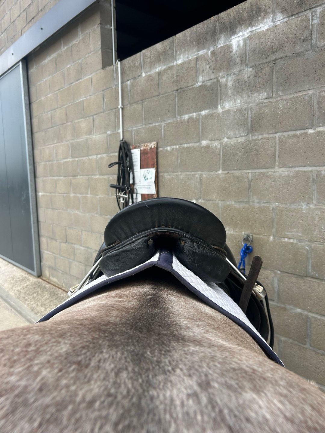 Selle de dressage, média 4