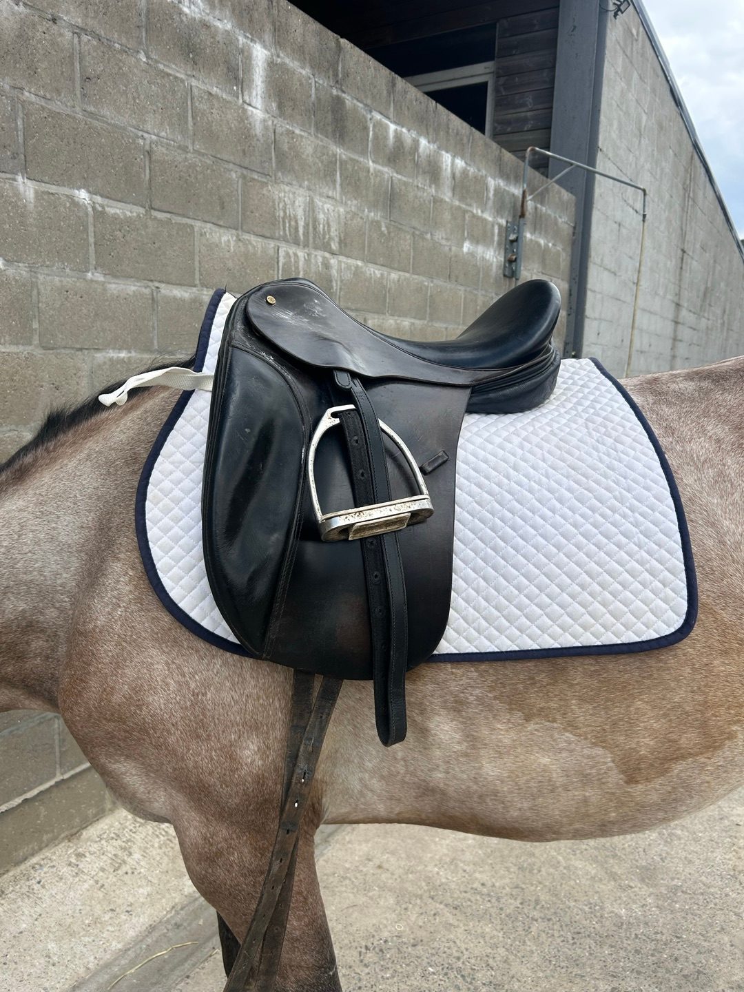 Selle de dressage, média 5