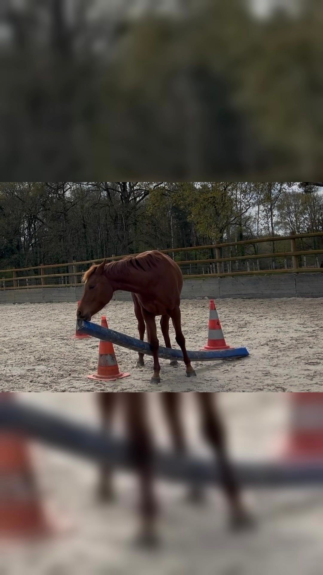 LILA CH LEFF, média 13