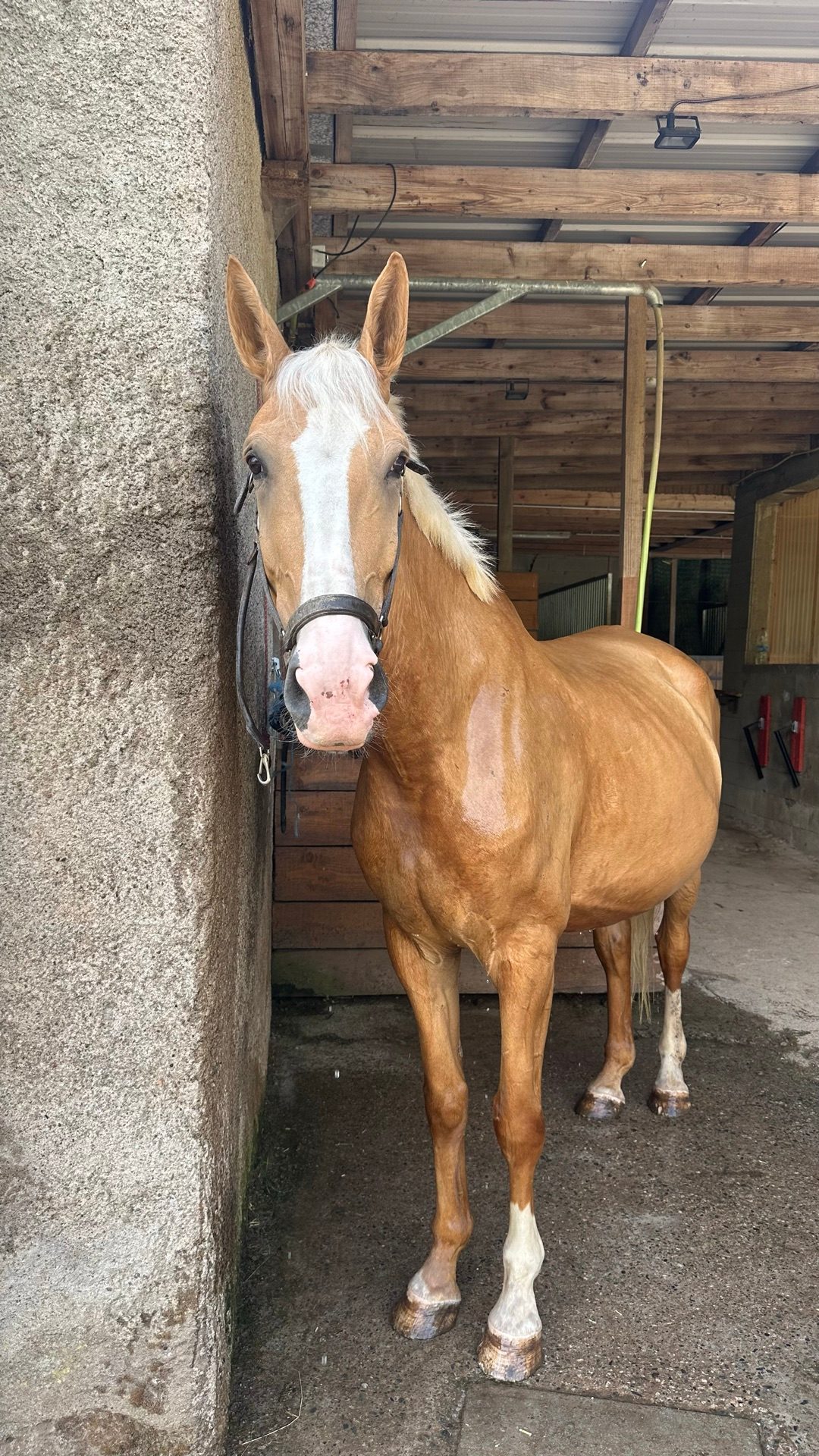 BELAMI D'AVRYL Z, média 2
