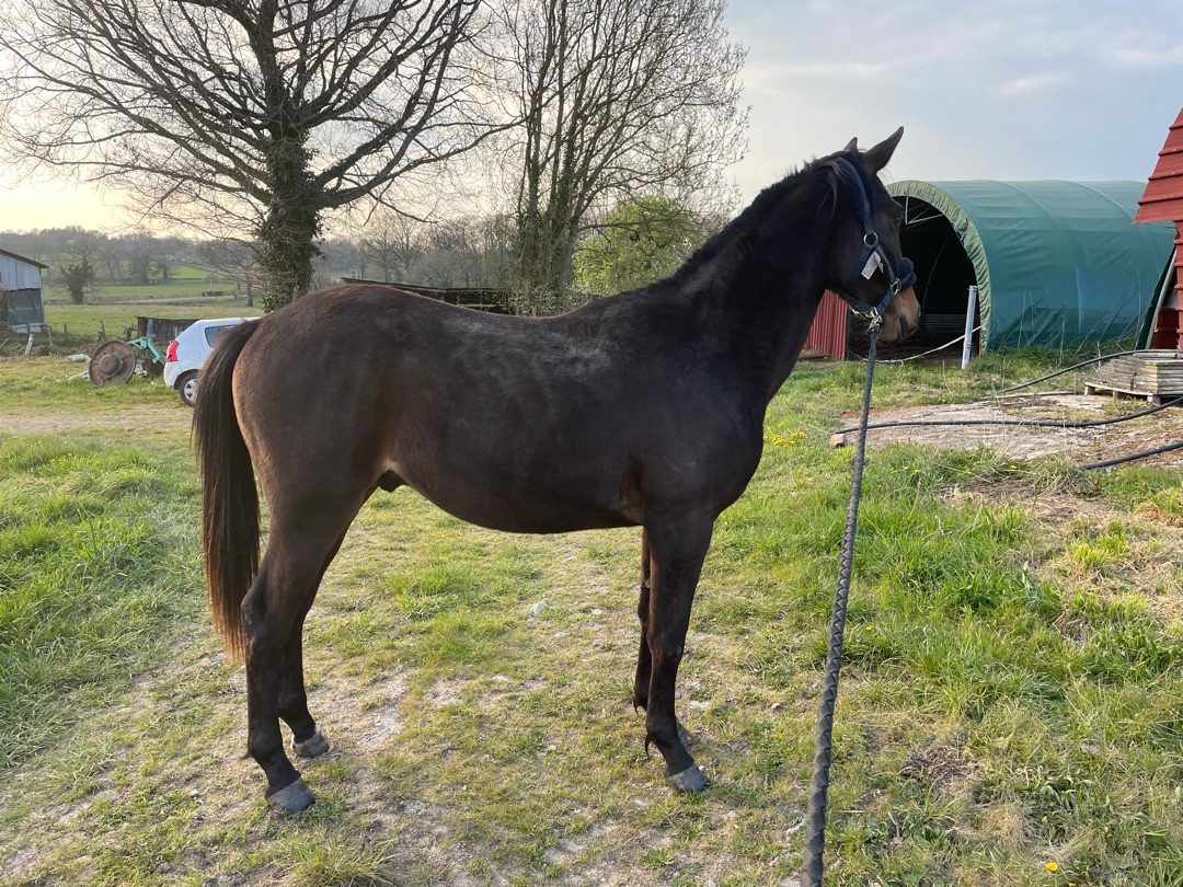 OZ DE CALI M, média 3