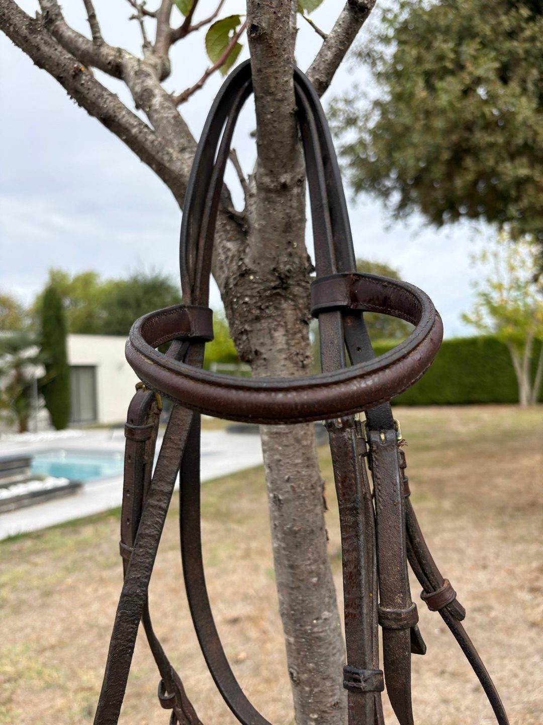 Filet cuir marron, média 2