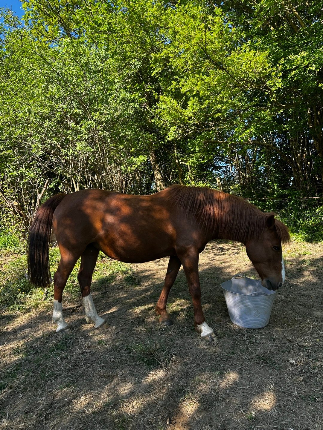 TIMOKO, média 2