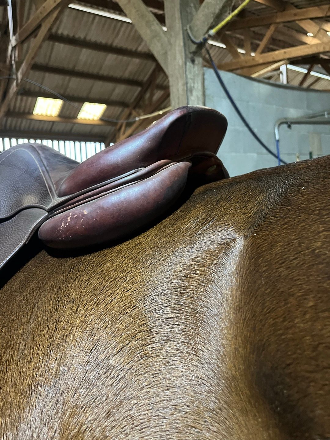 Selle cwd, média 4