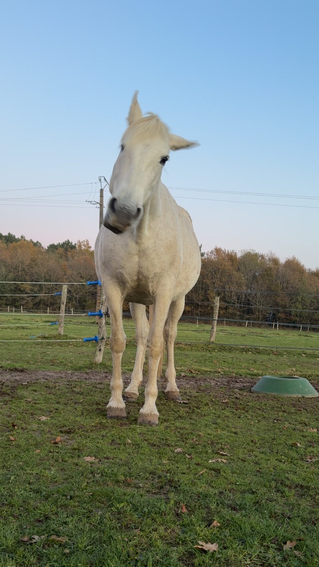 SAPHIRA, média 6