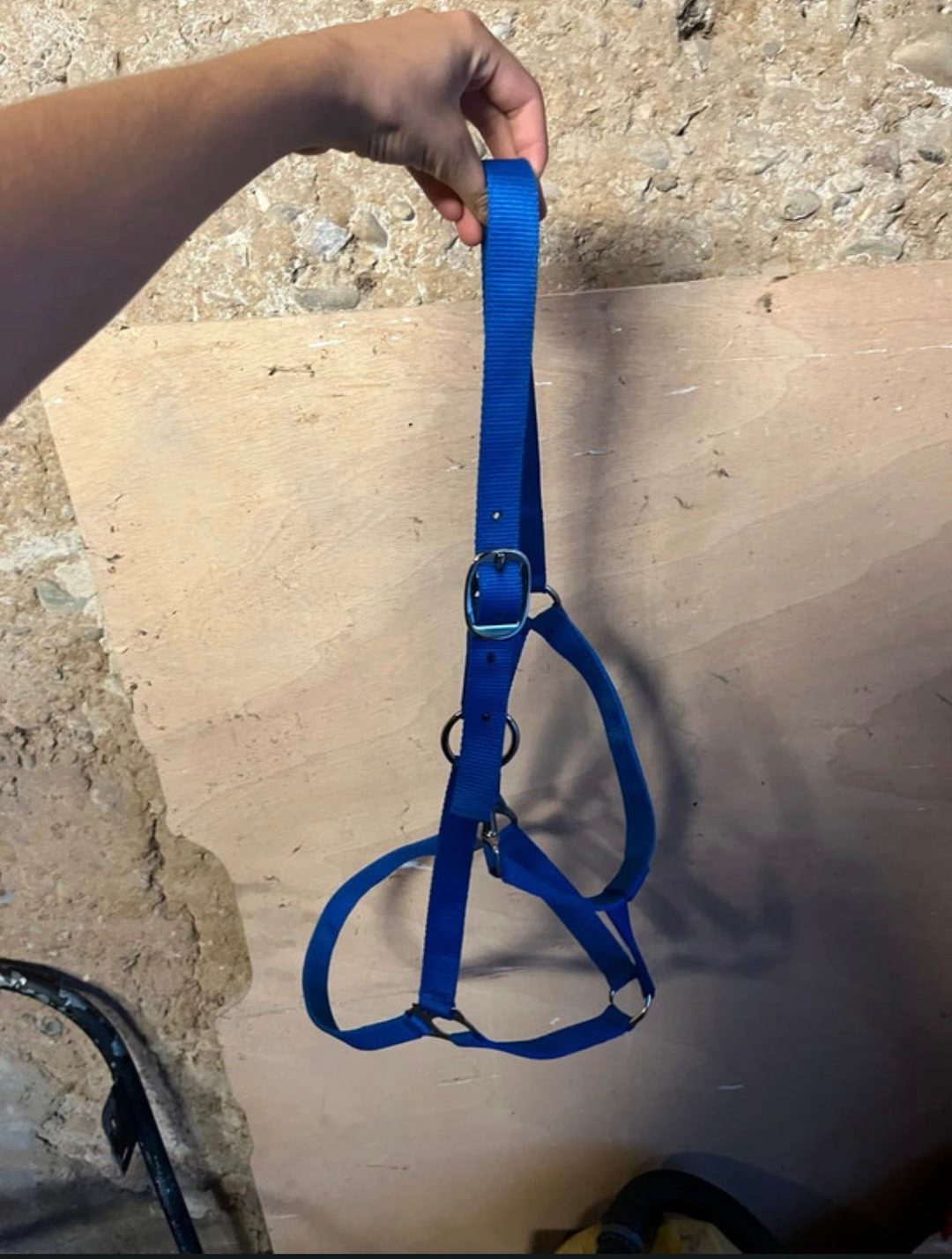 Licol + longe bleu électrique taille full, média 2