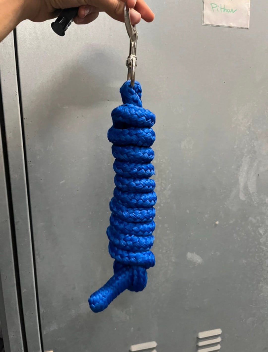 Licol + longe bleu électrique taille full, média 6